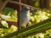 Piojito gris (Sooty tyrannulet) Serpophaga nigricans