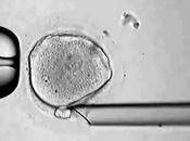 Desarrollan Nueva Tecnica Fecundacion Humanos