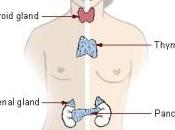 Cómo Funciona Sistema Endocrino