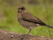 Zorzal chalchalero (Creamy-bellied Thrush) Turdus amaurochalinus