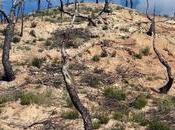 bosque cruces, monte duelo