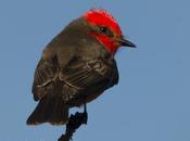 Churrinche (Vermillion Flycatcher) Pyrocephalus rubinus