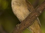 Ticotico blanco (White-eyed Foliage-Gleaner) Automolus leucophthalmus