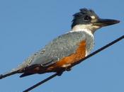 Martín pescador grande (Ringed Kingfisher) Megaceryle torquata