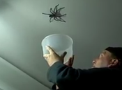 Intenta atrapar araña gigante casa acaba…