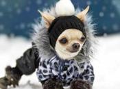 Cuidado perros invierno