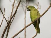 Loro hablador (Turquoise-fronted Parrot) Amazona aestiva