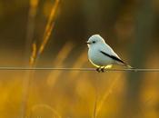 Monjita blanca (White Monjita) Xolmis irupero