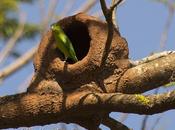 Catita enana (Blue-winged Parrotlet) Forpus xanthopterygius