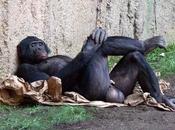 orangutanes vuelven política democracia está peligro.