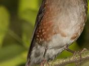 Zorzal collar blanco (White-necked Thrush) Turdus albicollis