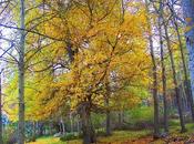 haiku otoño