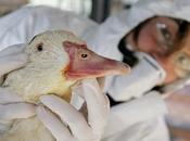 Otra dichosa gripe aviar. Ahora, H5N8…