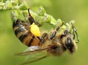 Abejas trabajando bees working.