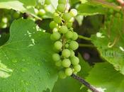 FREE PHOTOS: "Greenery"