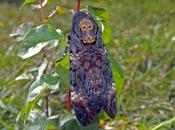 Esfinge calavera
