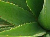 Aloe vera para psoriasis