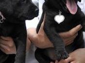 familia argentina clona perro