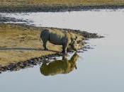 ¡Valiente rescate! cómo hipopótamo salvó vida rinoceronte estaba ahogando