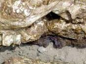 Lunes Diciembre 2016 Hallaron fósiles extraño animal prehistórico cerca campo golf Miramar