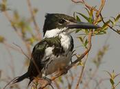 Martín pescador mediano (Amazon Kingfisher) Chloroceryle amazona