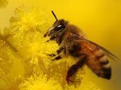 Imágenes abejas flores images bees flowers.