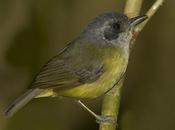 Choca amarilla (Plain Antvireo) Dysithamnus mentalis
