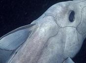 Filman primera "tiburón fantasma" #Animales (VIDEO)