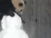 curiosa pelea entre panda muñeco nieve. Mira quien ganó