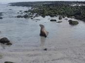 Galápagos