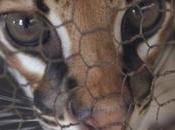 AMAZONIA una, dos, tres.. ¡vendida!