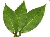 laurel, ingrediente estrella para terminar año.