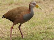 Ipacaá (Giant wood-Rail) Aramides ypecaha