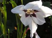 Gladiolo Etiopía Gladiolus mureliae