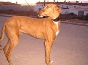 Cantoná galgo quieren, CUENCA