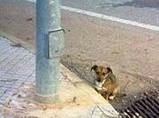 Perrito pequeño lado carretera- Provincia Badajoz