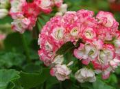 Malvón Pelargonium hortorum