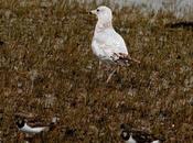 Gaviota delaware invierno-larus delawarensis-ring billed gull