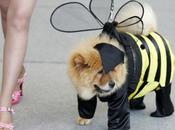 Perros Tokyo