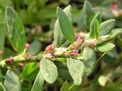 Polygonum capitatum