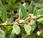 Polygonum capitatum