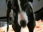 SOS, Nadia galga viviendo coche.Toledo