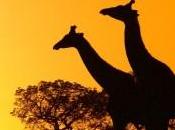 Parque nacional Kruger