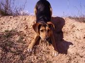 Dora, cachorrita encantadora busca familia