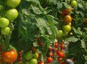 Control Biológico Contra Moscas Blancas Tomate