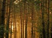 Aokigahara: bosque japonés suidicios.