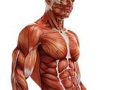 diferentes tipos fibras musculares funciones