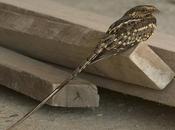 Atajacaminos tijera (Scissor-tailded Nightjar) Hydropsalis torquata