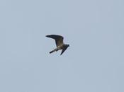 Milano boreal (Mississippi Kite) Ictinia mississippiensis