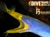 Buceo Ibérico DiveTravel Show organizan Concurso Fotografía Submarina